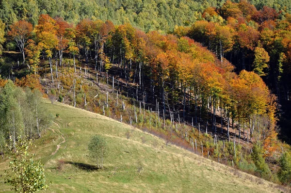 Automne automne. Paysage forestier d'automne coloré dans les montagnes — Photo