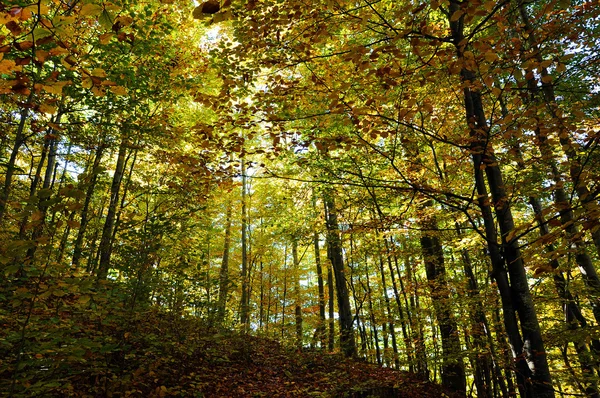 Otoño otoño. Colorido paisaje forestal otoñal en las montañas — Foto de Stock