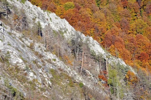 Efteråret falder. Farverige efterår skov landskab i bjergene - Stock-foto
