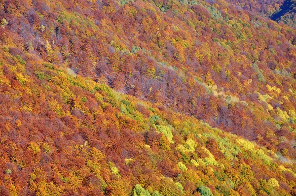 Sonbahar sonbahar. Dağlarda renkli sonbahar orman peyzaj
