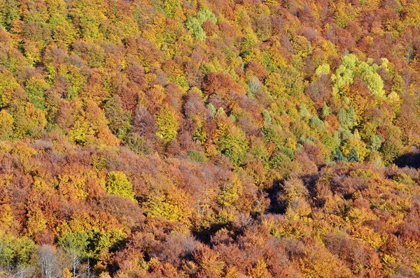 Autunno autunno autunno. Colorato paesaggio forestale autunnale in montagna — Foto Stock