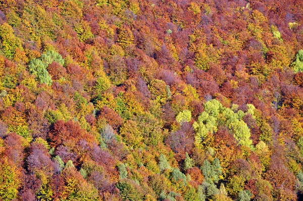 Sonbahar sonbahar. Dağlarda renkli sonbahar orman peyzaj