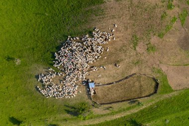 Yeşil çayırlarda otlayan koyun sürüsünün hava aracı görüntüsü 
