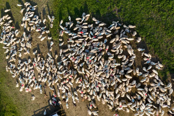 Aerial Drone View Herd Sheep Grazing Green Meadow — Stock Photo, Image