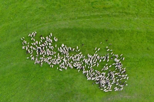Aerial Drone View Herd Sheep Grazing Green Meadow — Stock Photo, Image