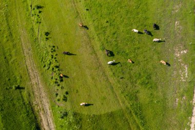 Alp çayırlarında otlayan ineklerin hava aracı görüntüsü