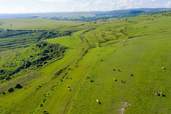 Vista Aérea Drones Vacas Pastando Prado Alpino — Fotografia de Stock