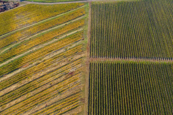 Ряды Винограднике Естественный Узор Сверху Дрона Вид Воздуха — стоковое фото