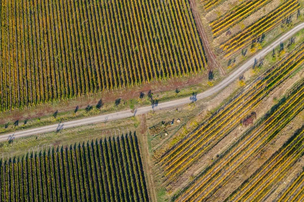 Δρόμοι Έναν Αμπελώνα Φυσικό Μοτίβο Πάνω Από Ένα Drone Αεροφωτογραφία — Φωτογραφία Αρχείου