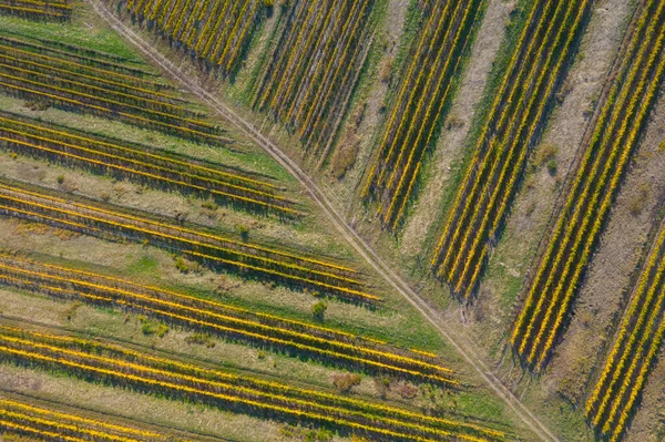 Luftaufnahme Einer Weinberg Plantage Späten Nachmittagslicht Europa Drohnenschuss — Stockfoto
