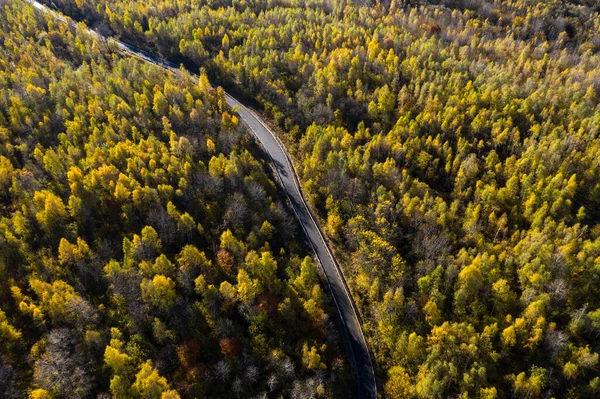 空中俯瞰着史诗般的五彩缤纷的秋天森林蜿蜒的道路 蛇形的 无人驾驶的观点 — 图库照片