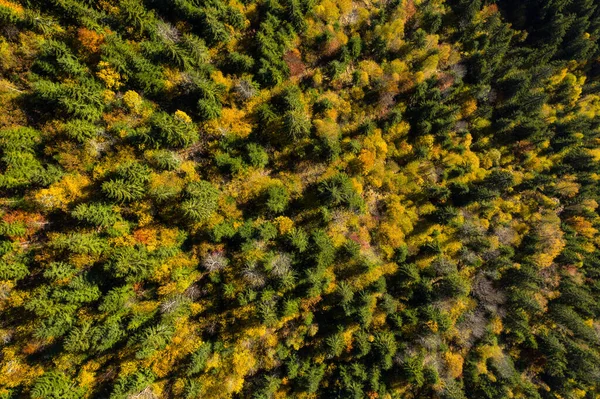 Arrière Plan Plein Cadre Aérien Couvert Forestier Automne Coloré Par — Photo