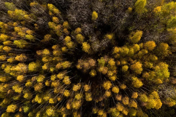 Full Bildruta Flygfoto Gul Björk Träd Skog Krontak Med Drönare — Stockfoto