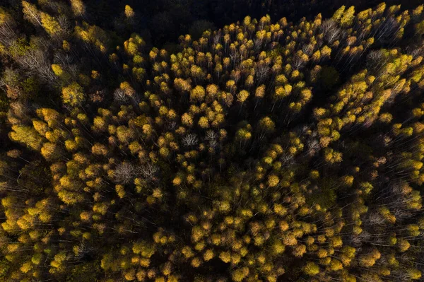 Visualizzazione Aerea Full Frame Betulla Gialla Foresta Baldacchino Drone — Foto Stock