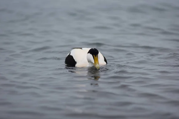 Barnacle Goose Branta Leucopsis Nadando Lagoa Glacial Jokulsarlon Islândia — Fotografia de Stock