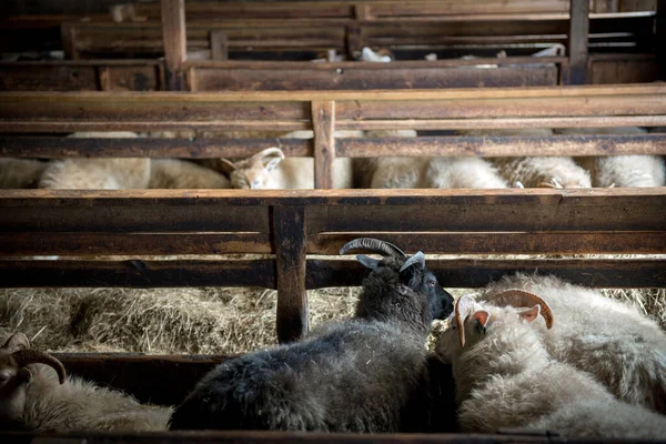 Pecore Islandesi Sono Utilizzate Carne Latte Anche Produzione Lana Ranch — Foto Stock