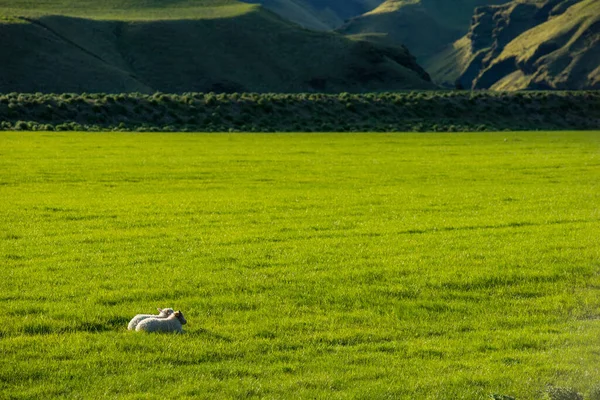 Paisagem Islandesa Com Colinas Verdes Vibrantes Ovelhas Pastando Campo Final — Fotografia de Stock