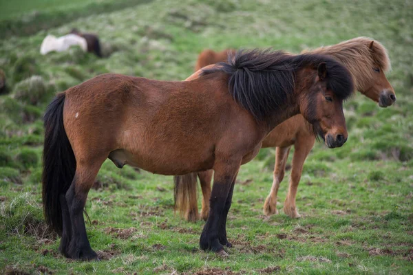 Islandzkie Konie Wypasane Wyżynach Islandia — Zdjęcie stockowe