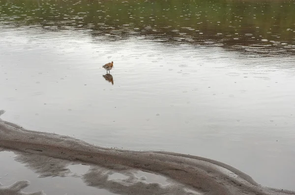 아이슬란드검은 Godwit Bird Limosa Limosa Islandica Wild Thingvellir 아이슬란드 — 스톡 사진