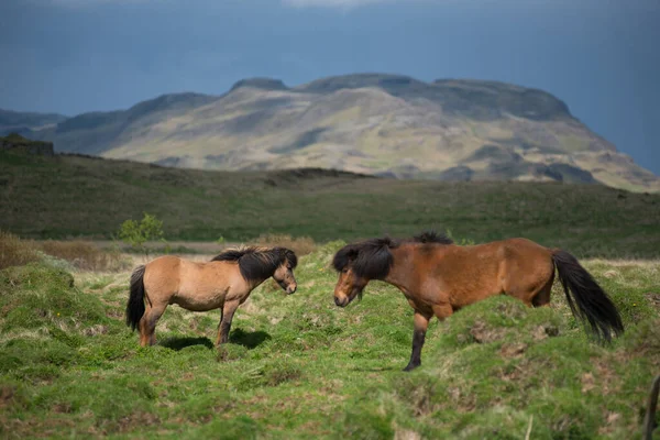 Islandzkie Konie Wypasane Wyżynach Islandia — Zdjęcie stockowe