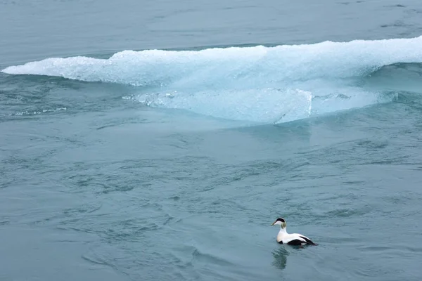 Barnacle Goose Branta Leucopsis Swimming Jokulsarlon Glacial Lagoon Iceland — Stock Photo, Image