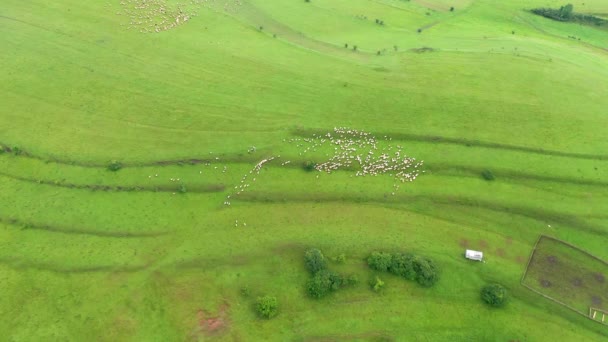 牧草地で羊の家畜放牧の群れの上の空中飛行 — ストック動画