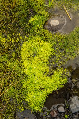Parlak yeşil yosun ve otlar volkanik kayalarda ve İzlanda topraklarında