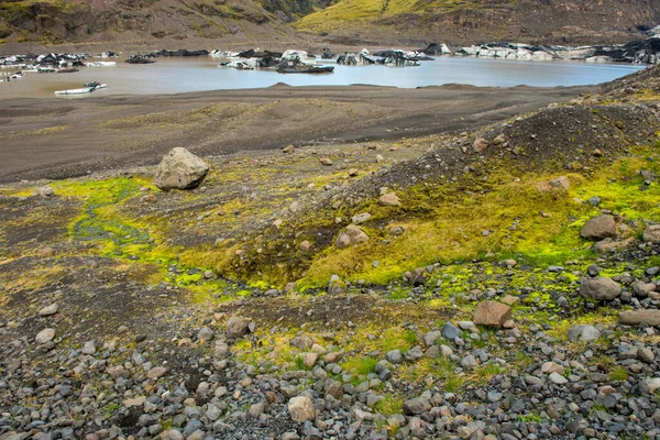 Musgo Verde Vibrante Brilhante Grama Nas Rochas Vulcânicas Solo Islândia — Fotografia de Stock