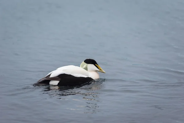 在冰岛的Jokulsarlon冰川湖上游泳的Barnacle Goose Branta Leucopsis — 图库照片