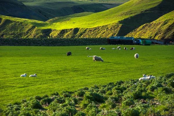 Paisagem Islandesa Com Colinas Verdes Vibrantes Ovelhas Pastando Campo Final — Fotografia de Stock