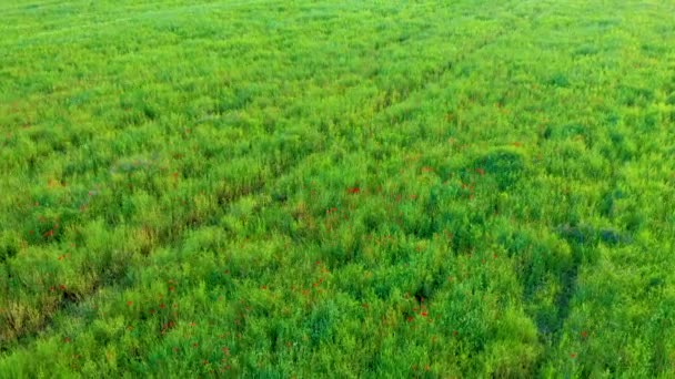 夏季罂粟地的空中景观 — 图库视频影像