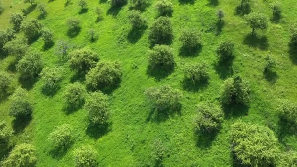 Flying Apple Orchard Vibrant Green Meadow Trees Rows Aerial View — Stock video