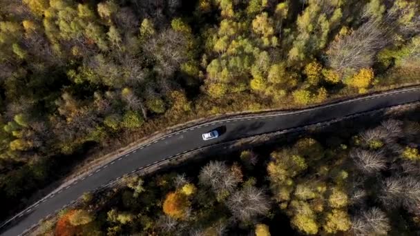 Flying White Car Driving Colorful Autumn Forest Road Aerial Drone — Stock Video