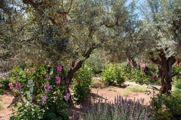 Olivos Jardín Getsemaní Lugar Donde Jesús Fue Traicionado Jerusalén Israel — Foto de Stock