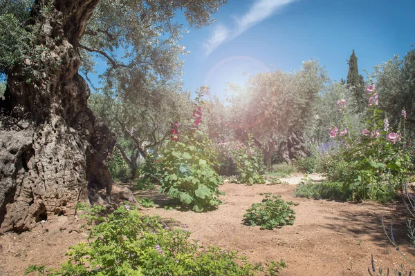 Milagrosa Luz Divina Celestial Jardín Getsemaní Lugar Donde Jesús Fue — Foto de Stock