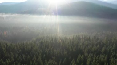Sisin havadan görünüşü ve bakire ormanın üzerindeki sabah sisi, Romanya 'da çam ağacı