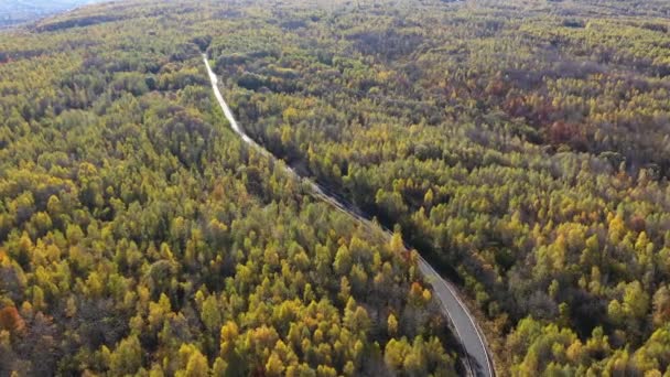 Latanie Nad Barwną Jesienną Drogą Leśną Widok Drony Lotnicze — Wideo stockowe
