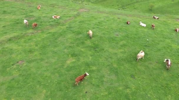 Letecký Pohled Pasoucí Krávy Alpské Louce — Stock video