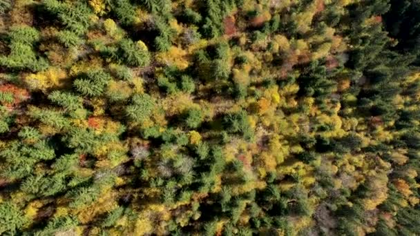 Vue Aérienne Couvert Forestier Bouleau Jaune Voler Dessus Par Drone — Video