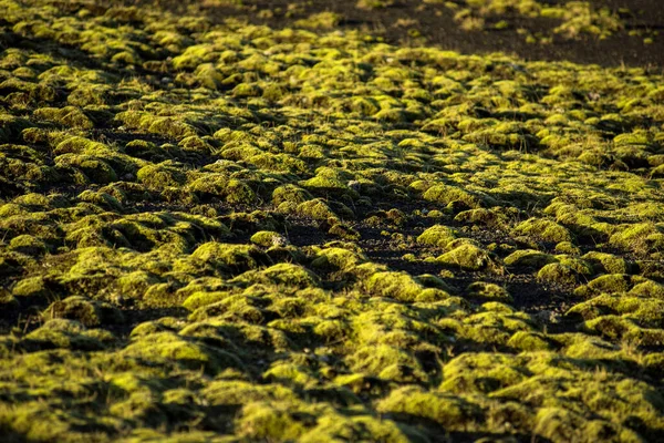 Champ Lave Eldhraun Écoulement Crête Recouverts Mousse Verte Islande — Photo