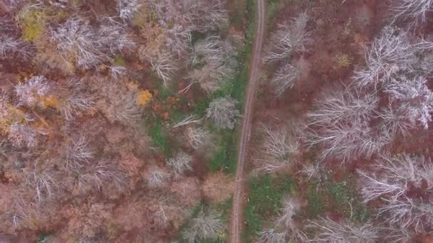 Letecký Pohled Baldachýn Podzimních Lesních Stromů Při Sněžení — Stock video