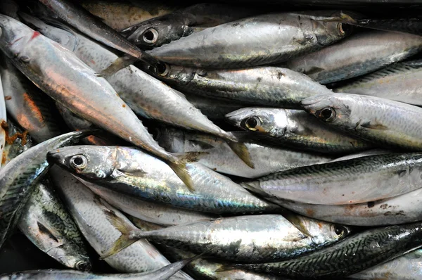 Verse vis in een vismarkt — Stockfoto