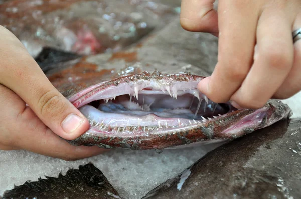 El pez pescador con la boca abierta y los dientes harapientos - el primer plano — Foto de Stock