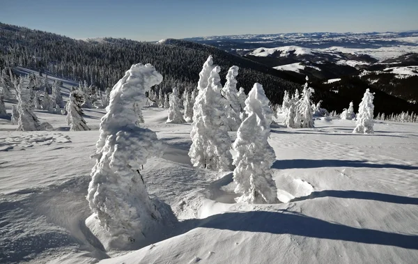 Schneebedeckte Fichten im Winter — Stockfoto