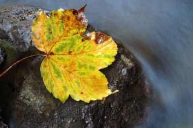 yakınındaki bir su akışı bir Sonbaharda akçaağaç yaprağı