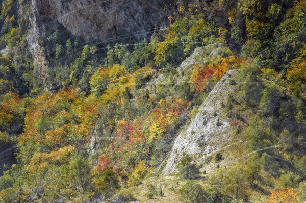 Vintage autumn forest — Stock Photo, Image