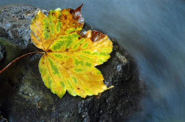 Jesień liść klonu w pobliżu strumienia wody — Zdjęcie stockowe
