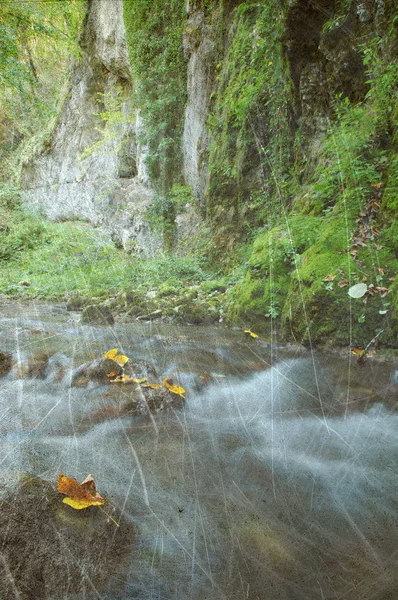 Ročník podzimní Les — Stock fotografie