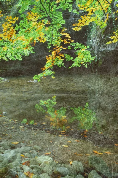 Floresta de outono vintage — Fotografia de Stock