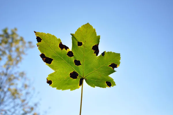 Una hoja de arce de otoño contra el cielo azul — Foto de Stock